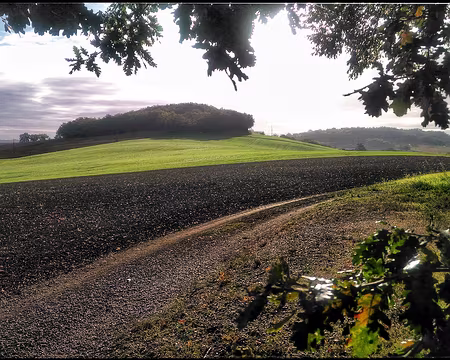 Gers (29a) Petits bois de chênes, champs ouverts, quelques vignes