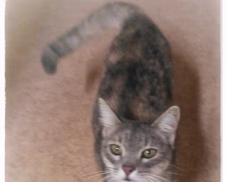 Gers (50a) Sacha le chat