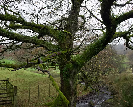 2017_10_21_15-22-00 De vieux arbres moussus