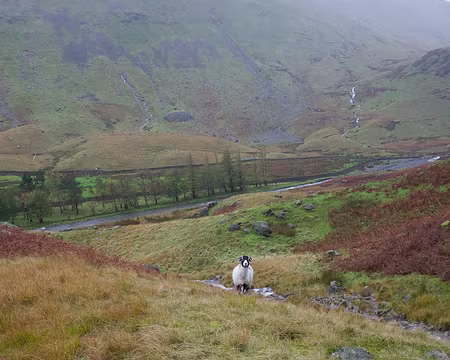 2017_10_22_15-17-58 Mouton