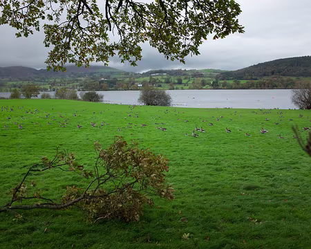 2017_10_23_14-41-49 Geese. The word 