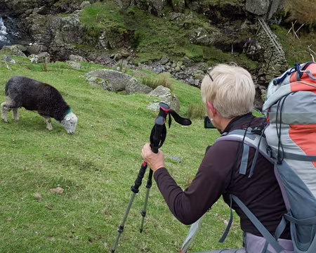 2017_10_26_10-47-28 Safari photo à la chasse aux moutons