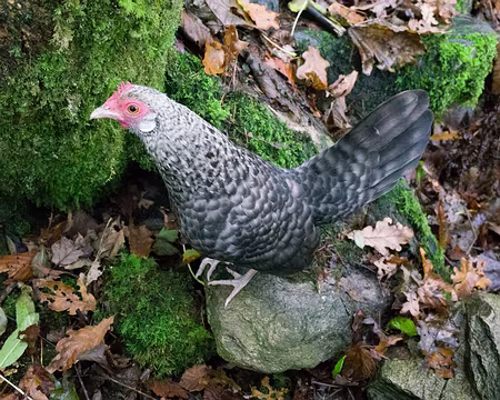2017_10_28_12-35-54 Poule me disputant mon pique-nique