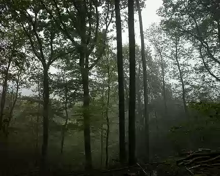 2017_10_01_12-19-56 Forêt dans le brouillard