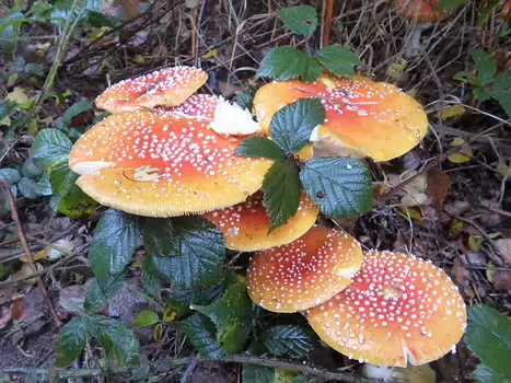 Dominique Dominique F, détail sortie