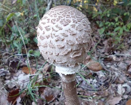 P1060067 jeune coulemelle