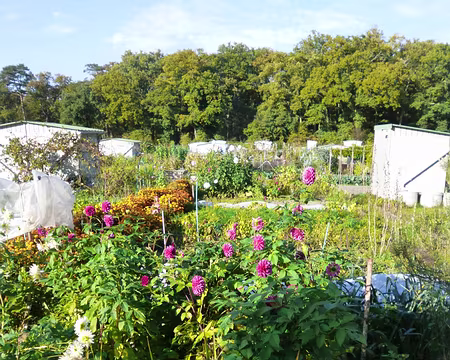 P1060105 Jardins familiaux de Fontainebleau. Merci à Pascal, Claude et tous les organisateurs pour ce rendez-vous d'automne estival.