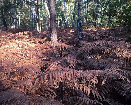 rdv-automne-2017_37500082280_o