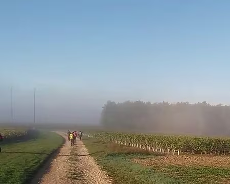Tonnerre (04) vignes
