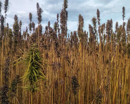 Tonnerre (33) chanvre