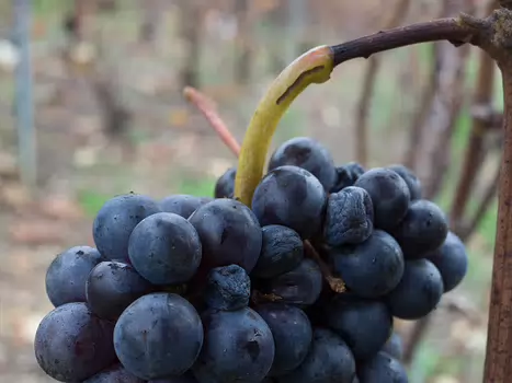 2017-11 Automne en Champagne