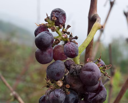 2017_11_09_11-07-13 Pourriture noble