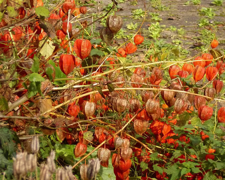 P1060113 Physalis ou amour en cage ou lanterne japonaise.