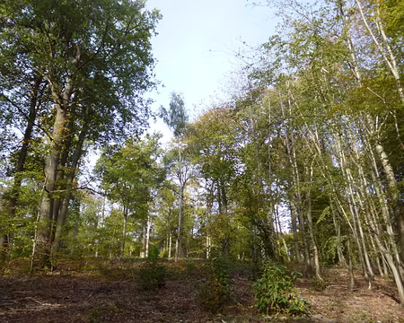 P1060114 Forêt de Carnelle