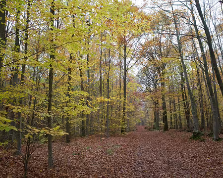 2017_11_15_09-55-56 Forêt de Fausses-Reposes