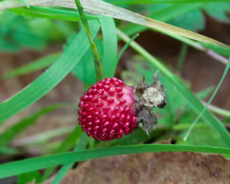 2017_11_15_10-51-17 Faux-fraisier ou fraisier des Indes (goût et toxicité médiocres)