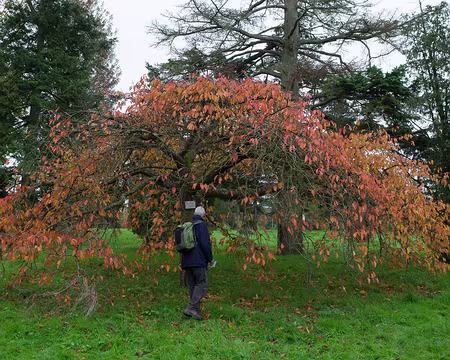 2017_11_15_12-00-46 Arboretum de Chèvreloup