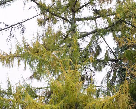 2017_11_15_13-14-55 Mélèze