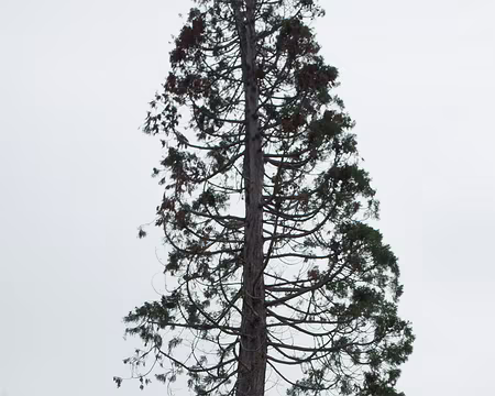 2017_11_15_14-21-30 Séquoïa