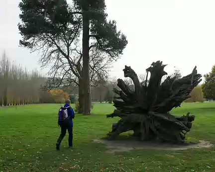 2017_11_15_14-38-53 Souche du 'chêne de Marie-Antoinette', plus vieil arbre du parc du château de Versailles. Planté en 1681, éprouvé par la tempête de 1999, il n'a pas resisté à...