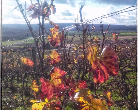 Champagne (15) Derniers feux