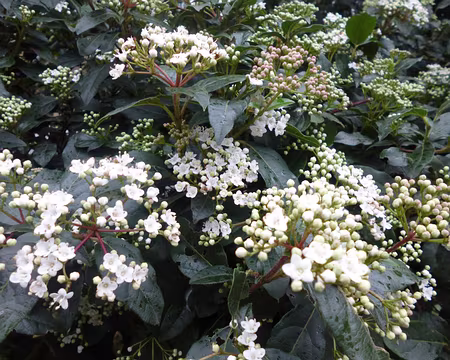 P1060499 Laurier tin. Merci à Nicole.