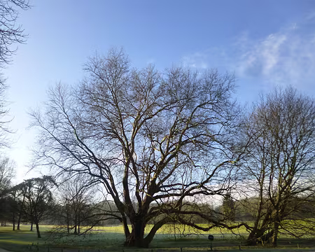 P1060440 Platane hybride âgé de 150 ans et son marcottage impressionnant.