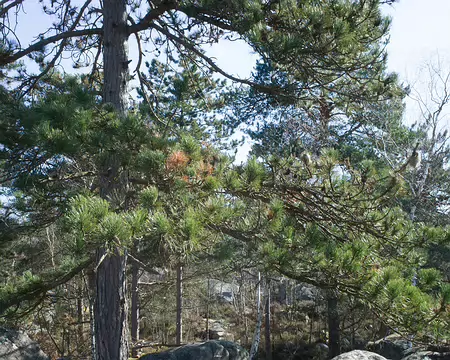 2018_02_26-12_26_32 Près du Rocher du Duc