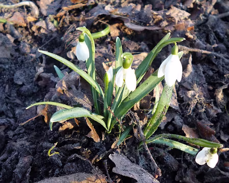 P1060720 Perce-neige. Merci à Chantal et Alfred.