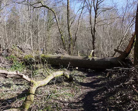 35 Encore chute d’arbres