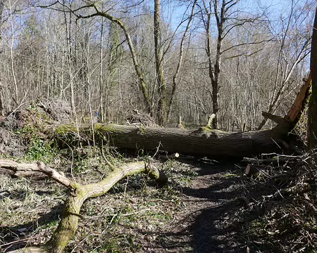 35 Encore chute d’arbres