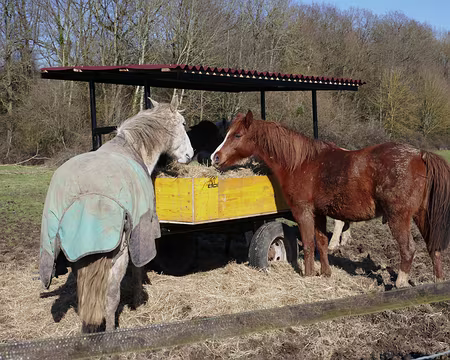 36 Rien de tel qu’un peu de foin pour se refaire une santé