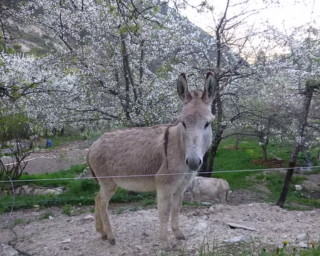 P1250803 Mon joli cousin