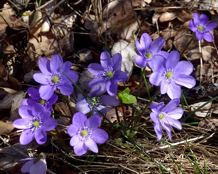 P1250820 Hépatiques au col du Pin