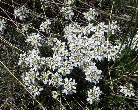 P1250877 Une corbeille d'argent ?