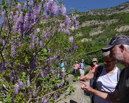 P1250915 Figuier, où sont tes fleurs ?
