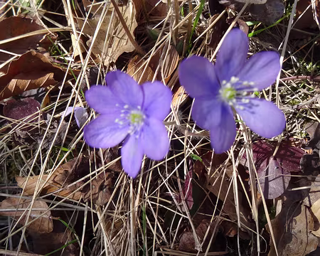 DSC05878 Hépatiques