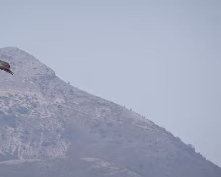 DSC05889 Vautour fauve