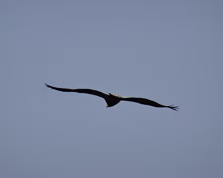 DSC05890 Vautour fauve