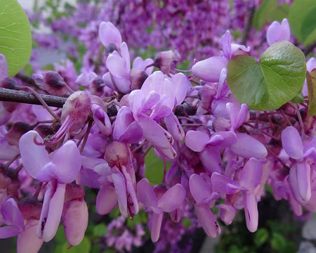 DSC05912 Arbre de Judée