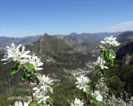DSC05939 Amelanchier