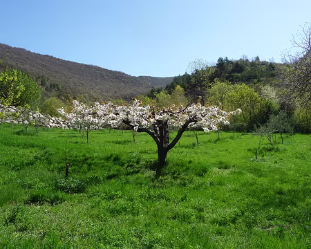 P1080774 Arbres fruitiers en fleurs : cerisiers, abricotiers etc ...