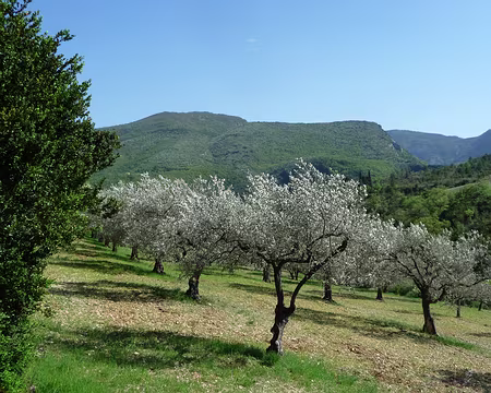 P1080788 Olives de Nyons (variété la tanche)