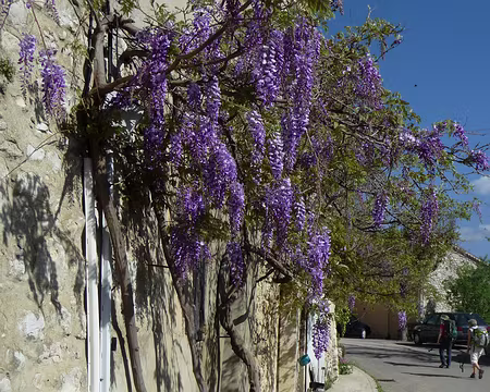 P1080792 Glycine en fleurs