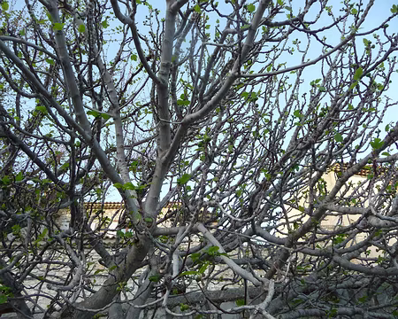 P1080793 Figuier en fleurs, feuilles plus tardives