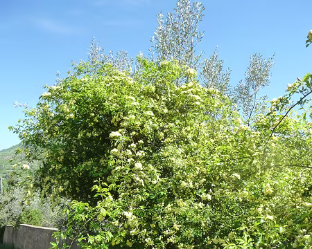 P1080828 Rosier liane, multitude de fleurs jaune