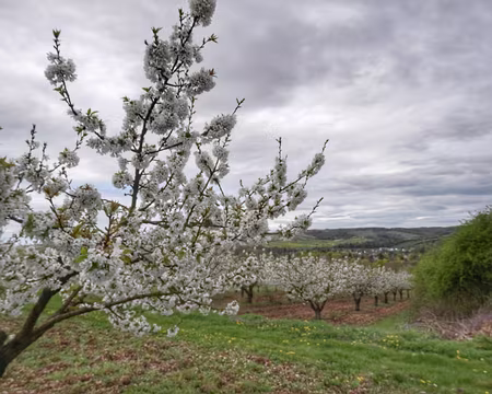 002 Premiers cerisiers au dessus de Champs-sur-Yonne.