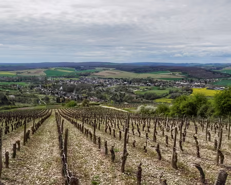 012 Vincelles et Vincelottes.