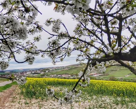 023 Sur le GR de pays Restif-de-la-Bretonne