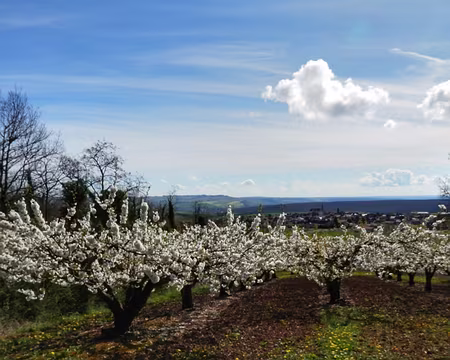 039 Descente sur Coulanges-la-Vineuse